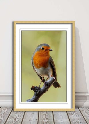 Robin photograph. Printed, Framed picture with choice of frame colour bird