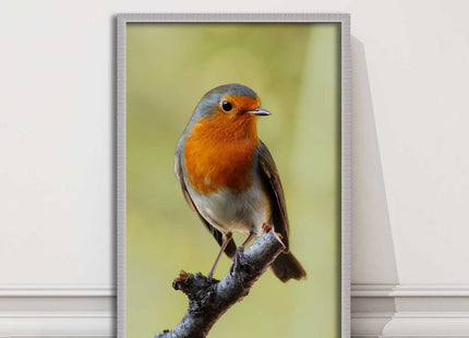 Robin photograph. Printed, Framed picture with choice of frame colour bird