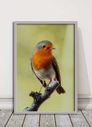 Robin photograph. Printed, Framed picture with choice of frame colour bird