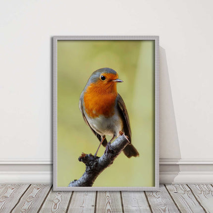 Robin photograph. Printed, Framed picture with choice of frame colour bird