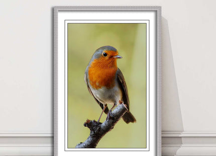 Robin photograph. Printed, Framed picture with choice of frame colour bird