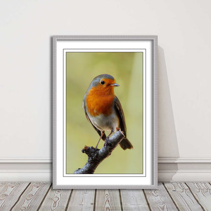 Robin photograph. Printed, Framed picture with choice of frame colour bird