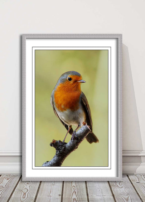 Robin photograph. Printed, Framed picture with choice of frame colour bird