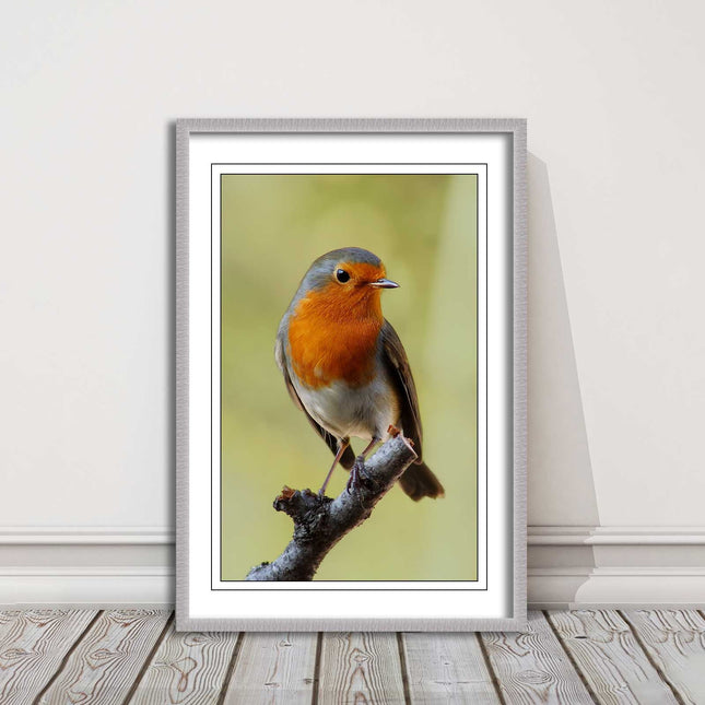 Robin photograph. Printed, Framed picture with choice of frame colour bird