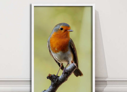 Robin photograph. Printed, Framed picture with choice of frame colour bird
