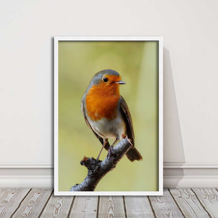 Robin photograph. Printed, Framed picture with choice of frame colour bird