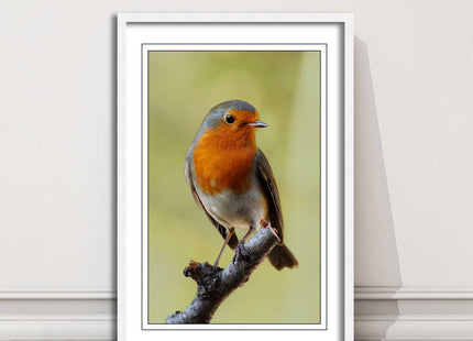 Robin photograph. Printed, Framed picture with choice of frame colour bird