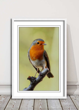 Robin photograph. Printed, Framed picture with choice of frame colour bird