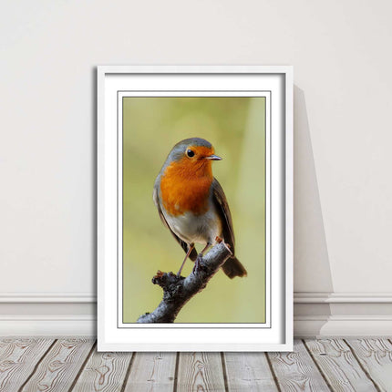 Robin photograph. Printed, Framed picture with choice of frame colour bird