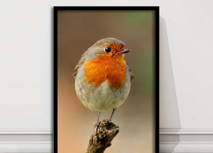 Robin photograph. Printed, Framed picture bird wildlife choice