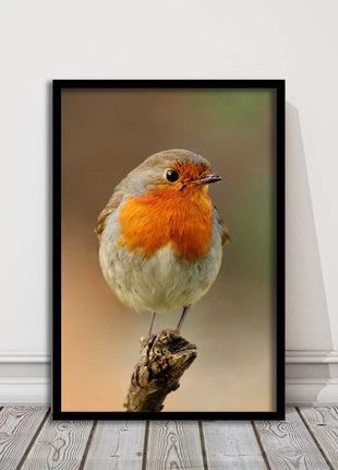 Robin photograph. Printed, Framed picture bird wildlife choice
