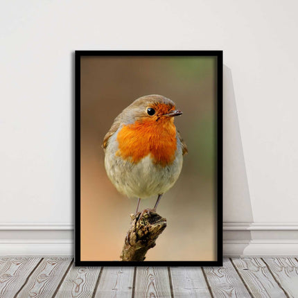 Robin photograph. Printed, Framed picture bird wildlife choice