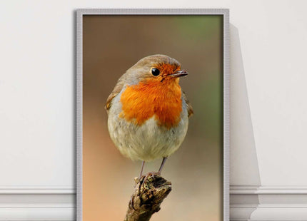 Robin photograph. Printed, Framed picture bird wildlife choice