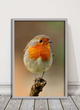 Robin photograph. Printed, Framed picture bird wildlife choice