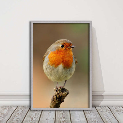 Robin photograph. Printed, Framed picture bird wildlife choice