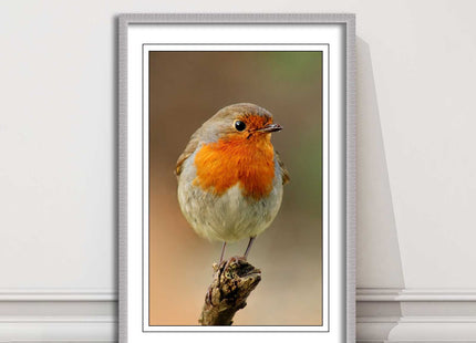 Robin photograph. Printed, Framed picture bird wildlife choice