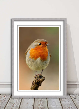 Robin photograph. Printed, Framed picture bird wildlife choice