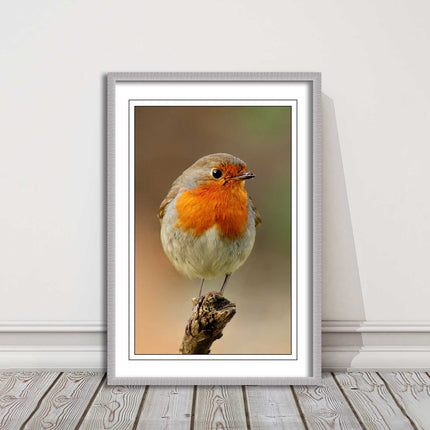 Robin photograph. Printed, Framed picture bird wildlife choice