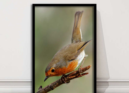 Robin photograph. Printed, Framed picture choice of frame colour