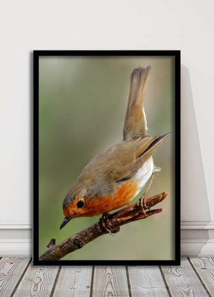 Robin photograph. Printed, Framed picture choice of frame colour