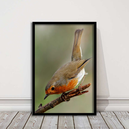 Robin photograph. Printed, Framed picture choice of frame colour