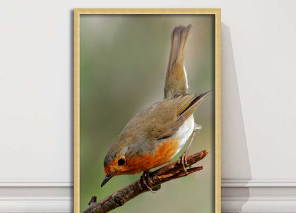 Robin photograph. Printed, Framed picture choice of frame colour