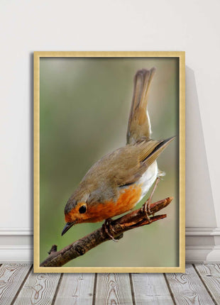 Robin photograph. Printed, Framed picture choice of frame colour