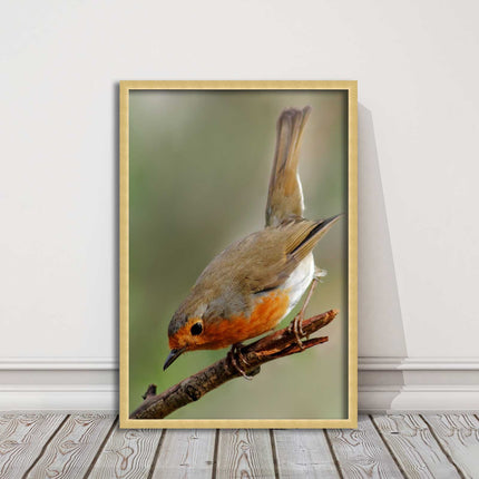 Robin photograph. Printed, Framed picture choice of frame colour