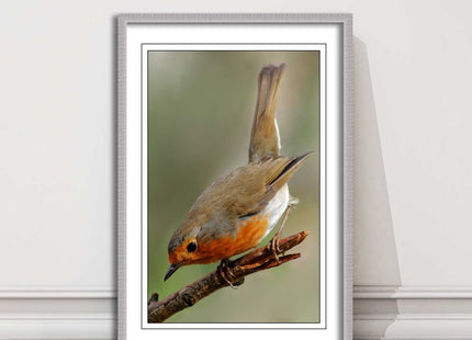 Robin photograph. Printed, Framed picture choice of frame colour