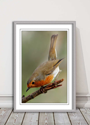 Robin photograph. Printed, Framed picture choice of frame colour
