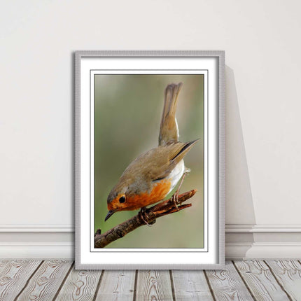 Robin photograph. Printed, Framed picture choice of frame colour