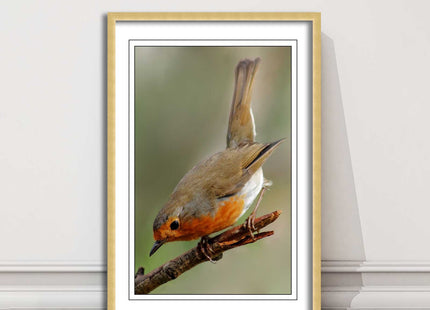 Robin photograph. Printed, Framed picture choice of frame colour