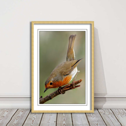 Robin photograph. Printed, Framed picture choice of frame colour