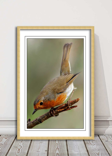Robin photograph. Printed, Framed picture choice of frame colour