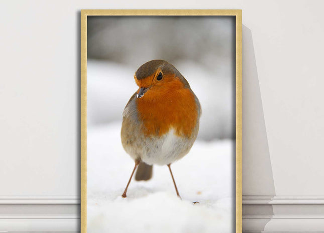 picture frame wall art robin in the snowprinted and frame included