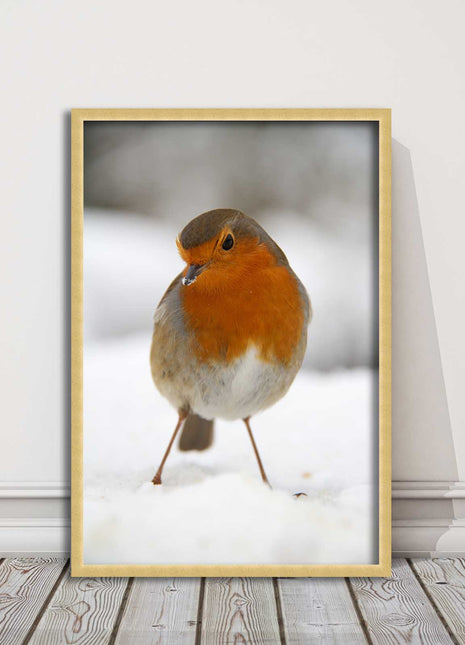 picture frame wall art robin in the snowprinted and frame included