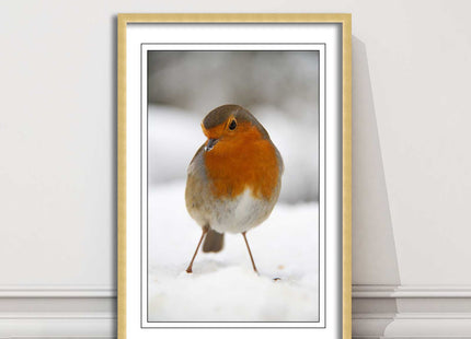 picture frame wall art robin in the snowprinted and frame included
