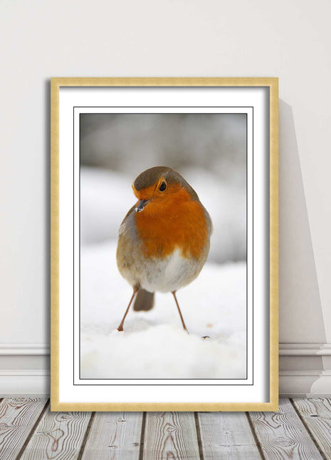 picture frame wall art robin in the snowprinted and frame included