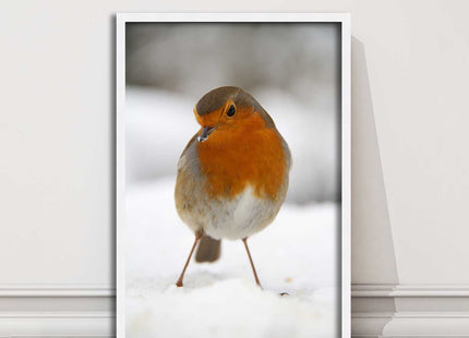 picture frame wall art robin in the snowprinted and frame included