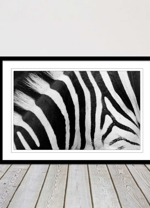Zebra close up image. Framed picture, with choice of frame colours and options.