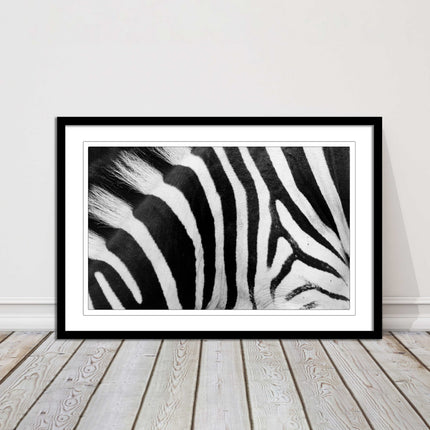Zebra close up image. Framed picture, with choice of frame colours and options.