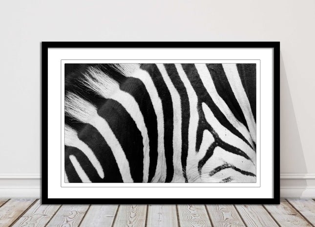 Zebra close up image. Framed picture, with choice of frame colours and options.