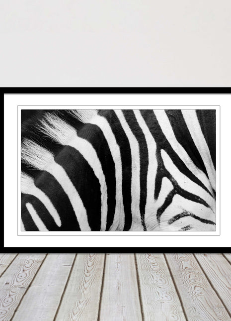 Zebra close up image. Framed picture, with choice of frame colours and options.