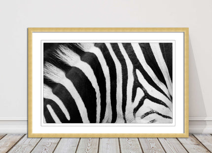 Zebra close up image. Framed picture, with choice of frame colours and options.