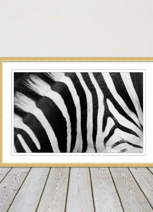 Zebra close up image. Framed picture, with choice of frame colours and options.