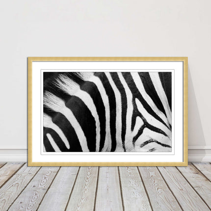 Zebra close up image. Framed picture, with choice of frame colours and options.