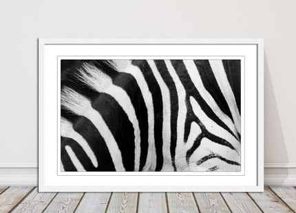 Zebra close up image. Framed picture, with choice of frame colours and options.