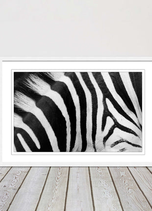 Zebra close up image. Framed picture, with choice of frame colours and options.