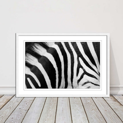 Zebra close up image. Framed picture, with choice of frame colours and options.