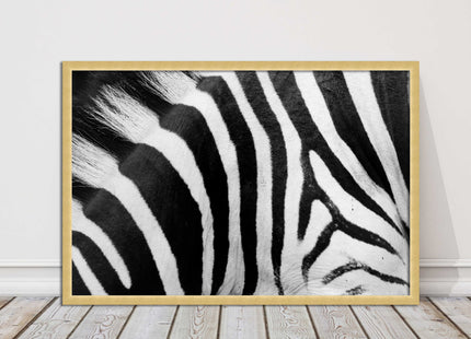 Zebra close up image. Framed picture, with choice of frame colours and options.